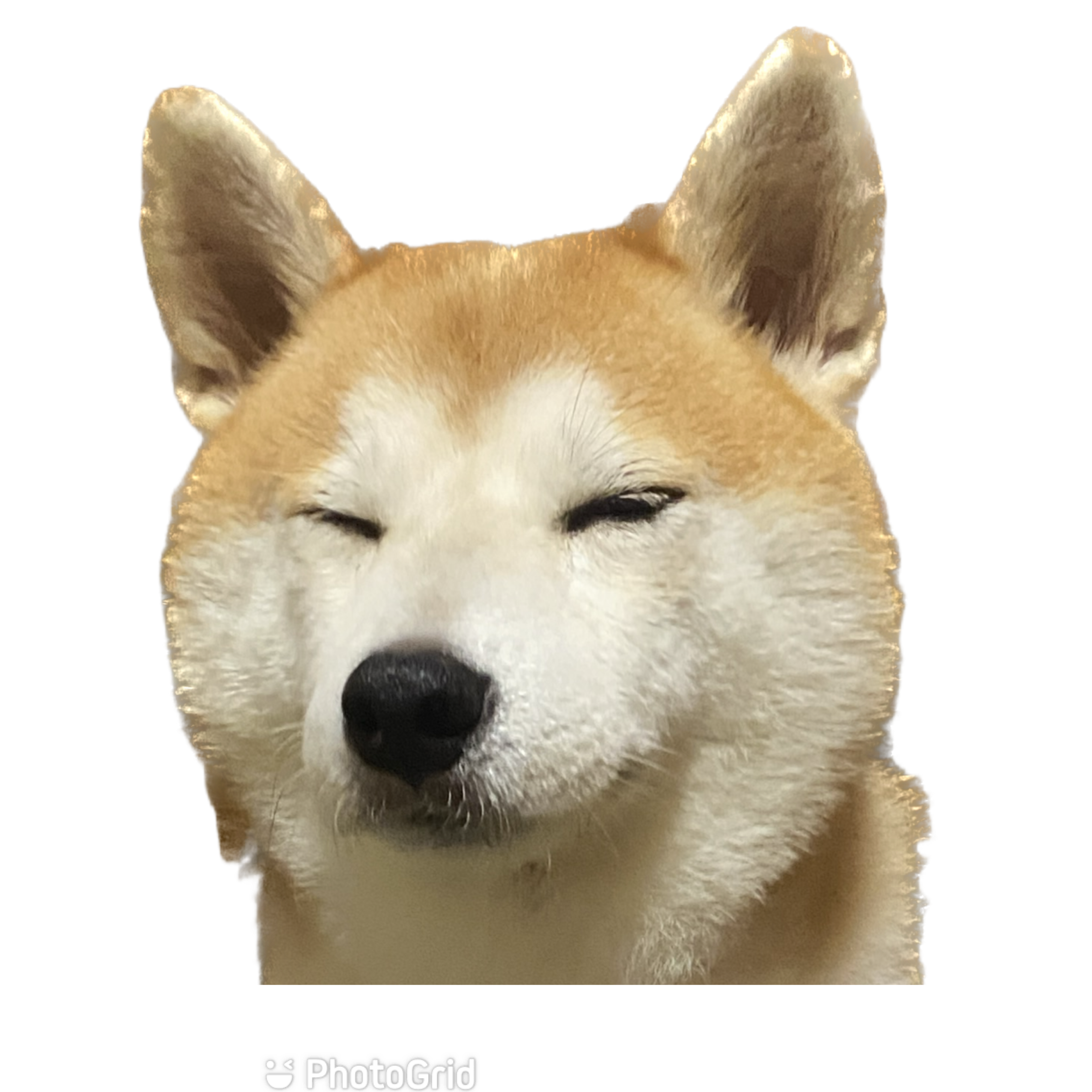 張庭瑜
