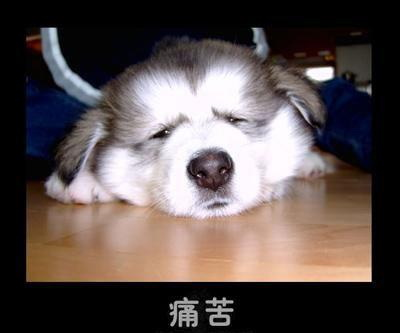 李簇鑫